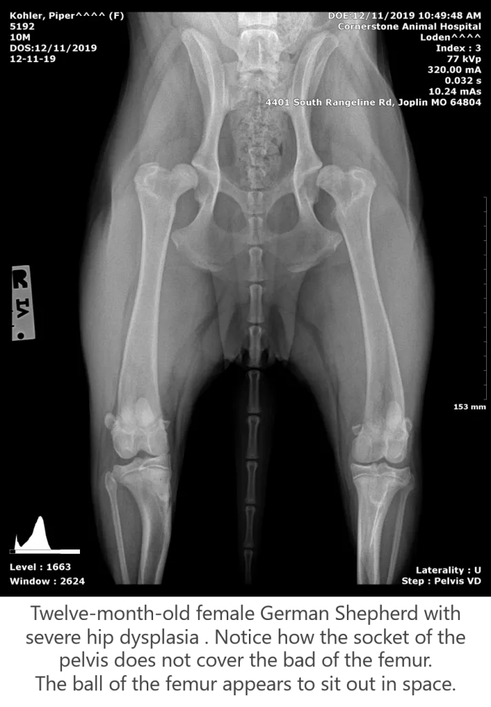 Before the First Human Dose: What Canine Osteoarthritis Studies Revealed About NGF Inhibitors — and Why the Signal Took Years to Land